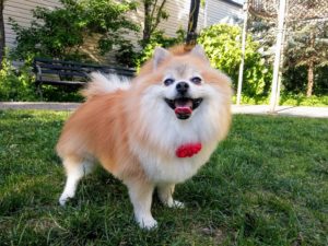 local weehawken dog grooming services