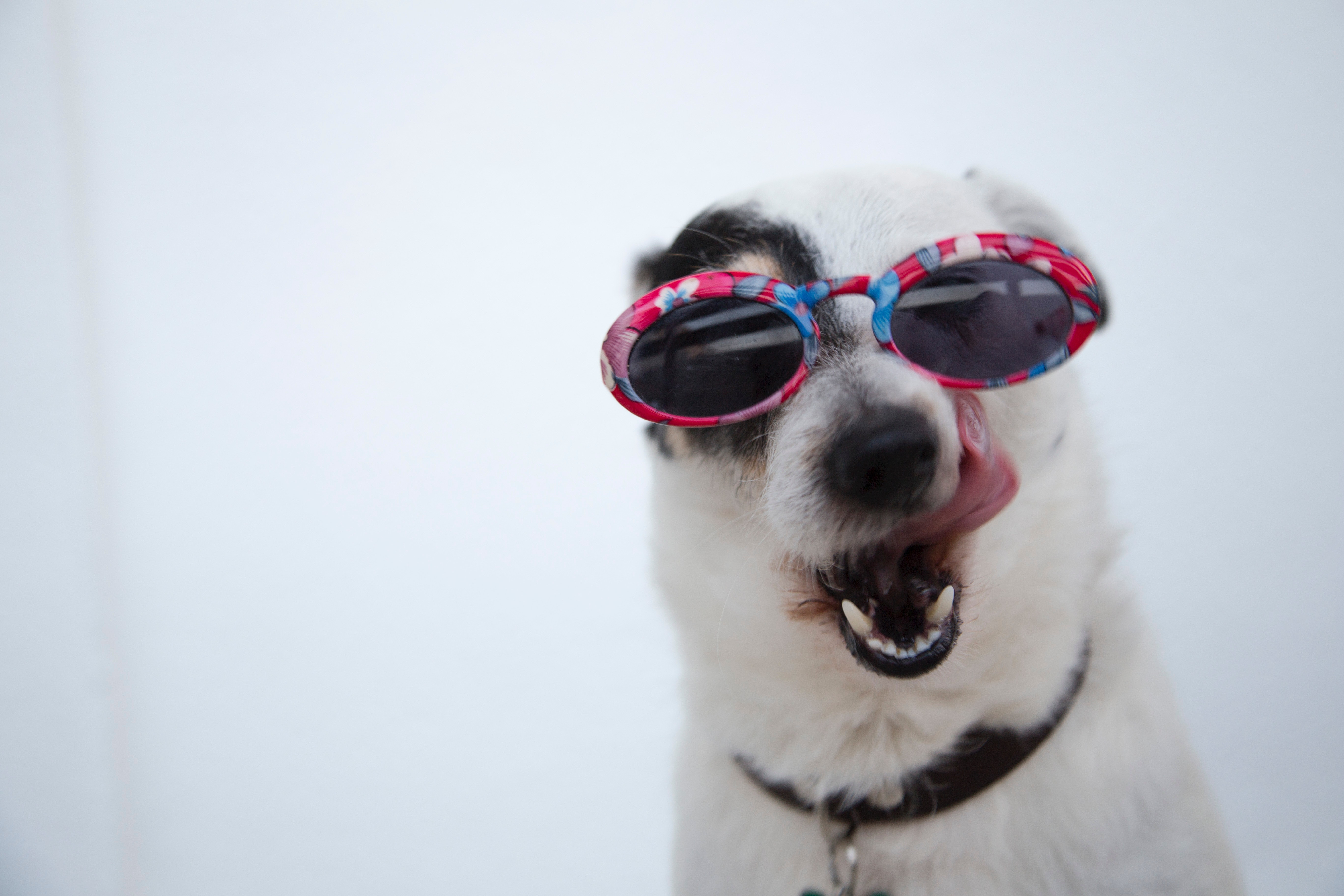 dog walking service in weehawken and hoboken dog walking service in weehawken nj